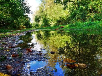Reflection of trees in water