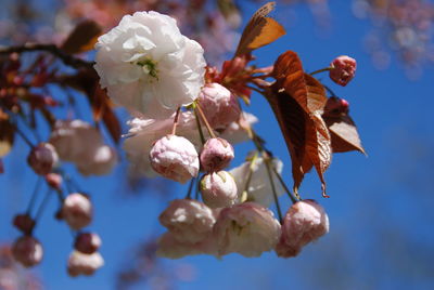 Close-up low angle view of flowers