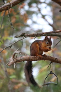 Close-up of squirrel sitting on branch