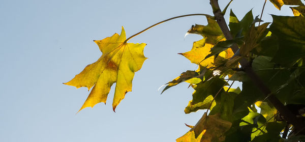 Low angle view of yellow maple leaf against clear sky