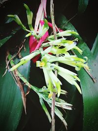 Close-up of plant growing in water