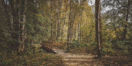 Trees growing in forest