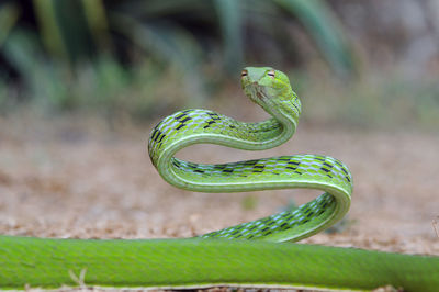 Close-up of snake on field