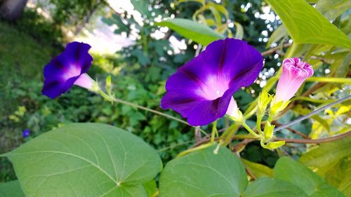 Close-up of purple flowers blooming outdoors