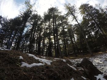 Low angle view of trees in forest against sky