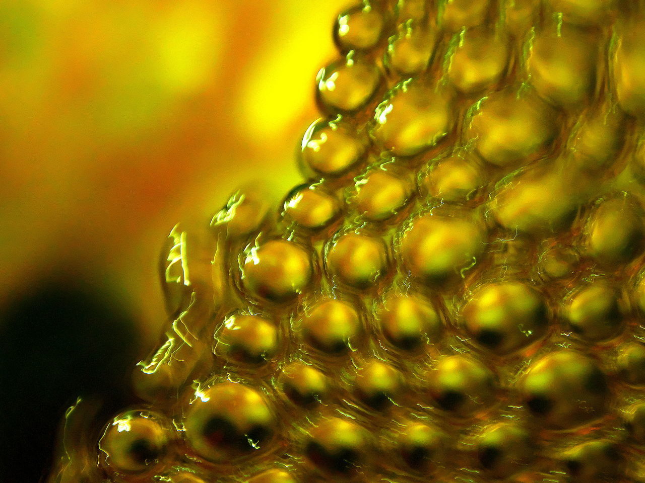 CLOSE-UP OF FRESH YELLOW LEAF