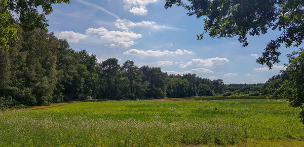 Trees on field against sky