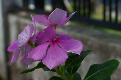 Close-up of purple flower