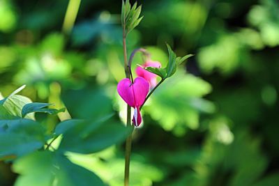 Close-up of pink flowers