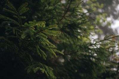 Close-up of pine tree