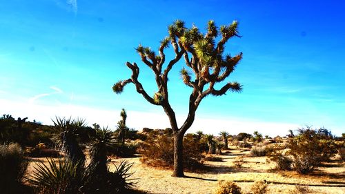 Trees on landscape against blue sky