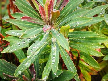 Close-up of wet plant leaves
