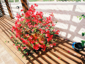 Close-up of flowers blooming outdoors