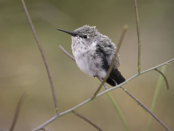 Close-up of baby oasis hummingbird perching on plant