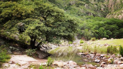 Scenic view of river amidst trees in forest