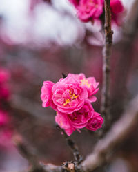 Close-up of pink flowering plant