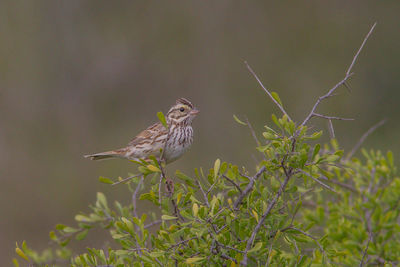 Close-up of bird perching on plant