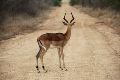 An impala looks at the road ahead of it.