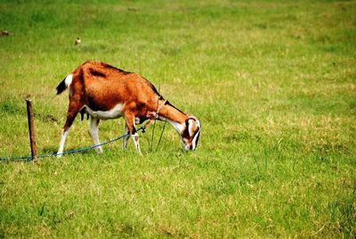 Side view of horse running on grassy field