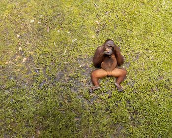Monkey sitting on field