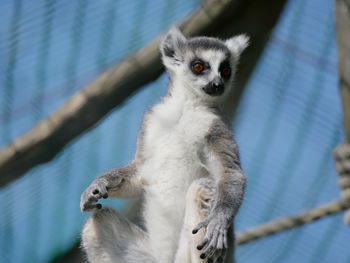 Low angle view of lemur sitting at zoo