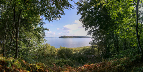 Scenic view of lake in forest against sky