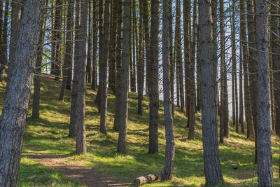 Trees in forest