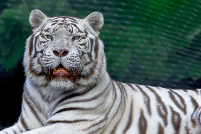 Close-up portrait of white tiger