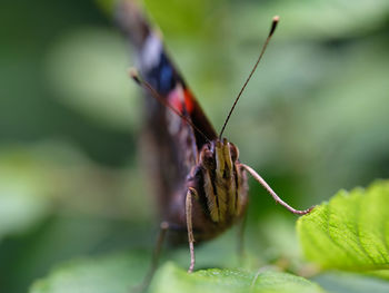 Close-up of butterfly on leaf