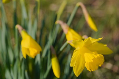 Close-up of yellow daffodil flowers