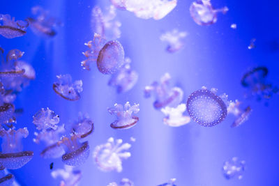 Close-up of jellyfish in sea