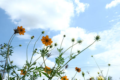 Low angle view of flowering plants against sky