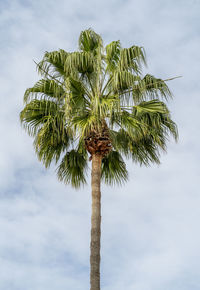 Low angle shot of a mexican fan palm in front of slightly overcast sky