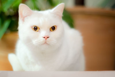 Close-up portrait of white cat