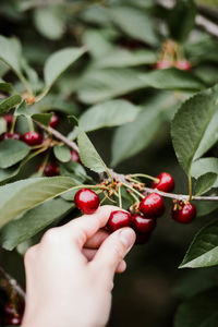 Close-up of red berries growing on plant