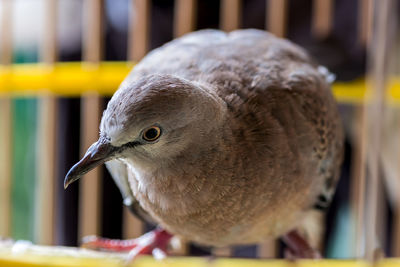 Close-up of bird perching outdoors