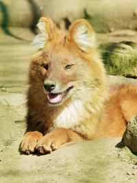 Close-up portrait of lion