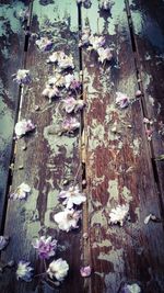 Close-up of flowers