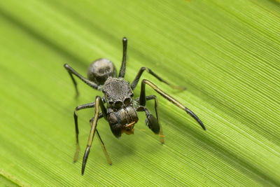 Close-up of spider on leaf