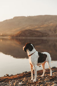 Dog standing on beach