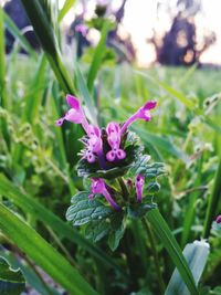 Close-up of pink flowers