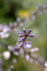 Close-up of purple flowering plant