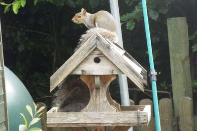 Close-up of squirrel perching on wood