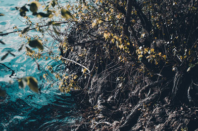 High angle view of trees by lake in forest