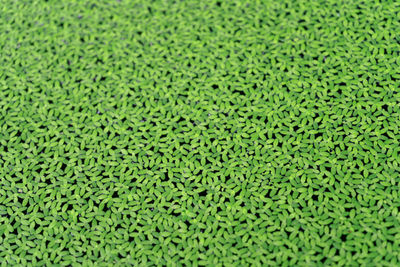 Full frame shot of grass on field