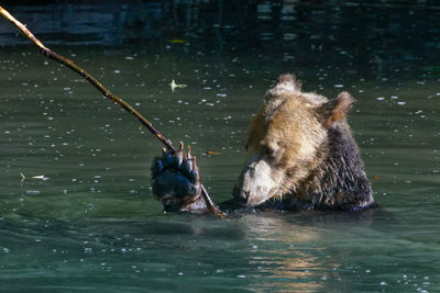 Bear grizzly swimming in lake