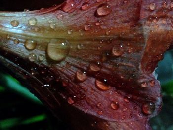 Close-up of water drops on glass