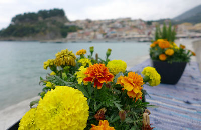 Close-up of yellow flowering plants