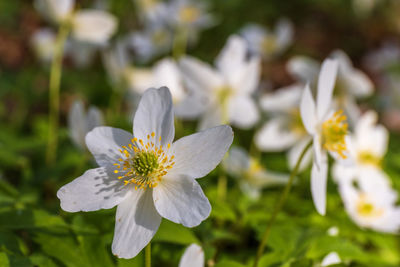 Flowering wood anemones in close up