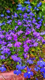 Close-up of purple flowering plants